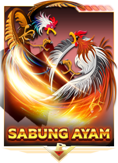 ddbola sabung ayam